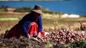 Perú cuenta con 17 variedades protegidas de papa