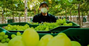 Perú desvía el destino de las exportaciones de uva a mercados más cercanos debido a las protestas