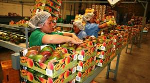 Perú es el cuarto proveedor a nivel internacional de mango