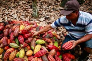 Perú es el primer productor mundial de cacao con doble certificación: Orgánico y Fairtrade