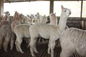 Perú es el principal productor de fibra de alpaca del mundo