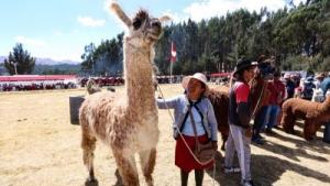 Perú es líder mundial en producción de fibra de alpaca y vicuña