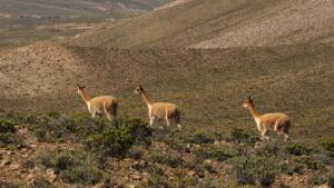 Perú es referente internacional de experiencia exitosa de recuperación y conservación de la vicuña