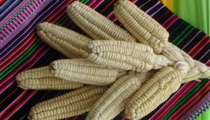 Perú exporta más de US$ 9 millones en maíz blanco del Cusco
