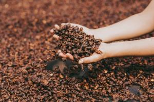 Perú exporta sus primeras 6 toneladas de cáscara de café orgánico a Alemania