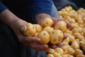 Perú exporta US$ 384 mil en papas amarillas