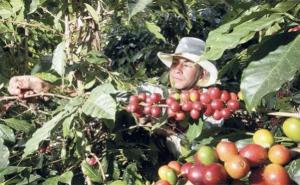 Perú exportaría entre 4 millones y 4.2 millones de quintales de café este año