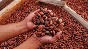 Perú exportó 10.650 toneladas de cacao por US$ 38 millones en julio de este año