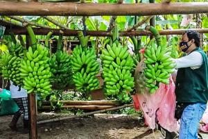 Perú exportó 143.000 toneladas de banano orgánico fresco por US$ 110 millones en 2023, mostrando una caída de -14% en volumen y -6% en valor