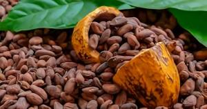 Perú exportó 2.617 toneladas de cacao en diciembre de 2023, registrando una caída de -56%