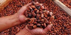 Perú exportó 30.512 toneladas de cacao en lo que va de 2023, 4% mayor al mismo periodo del año anterior