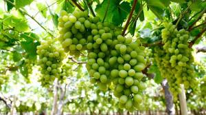 Perú exportó 40.680 toneladas de uva de mesa en el primer mes y medio de la presente campaña