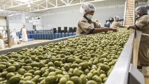 Perú exportó 5.356 toneladas de aceituna en agosto de 2025