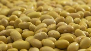 Perú exportó 6.589 toneladas de frijol en julio de 2025 