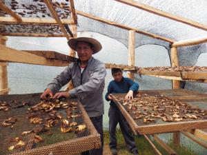 Perú exportó 614.6 toneladas de hongos entre enero y septiembre