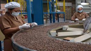Perú exportó 67.082 toneladas de café orgánico en 2020 por US$ 215 millones