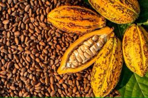 Perú exportó 71.126 toneladas de cacao grano por US$ 226 millones en 2023