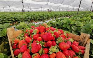 Perú exportó 717 toneladas de fresas por US$ 983.000 en julio de 2024