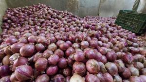 Perú exportó cebollas por más de US$ 105 millones durante 2022