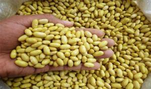 Perú exportó frijol canario por US$ 2.3 millones entre enero y junio de 2021