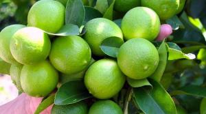 Perú exportó limón Tahití por más de US$ 12 millones hasta octubre