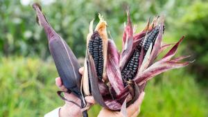 Perú exportó maíz morado por US$ 672 mil durante el primer semestre de 2022