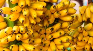 Perú exportó más de 100 toneladas de banano bocadillo hasta mayo de este año