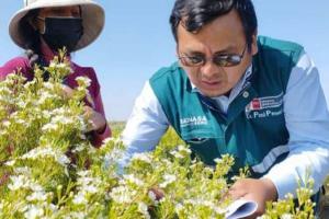Perú fortalece acciones de prevención de plagas en cultivos ante perturbaciones climáticas