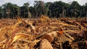 Perú fue el quinto país más deforestado a nivel mundial en 2019
