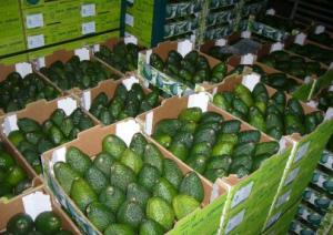 PERÚ FUE EL SEGUNDO EXPORTADOR DE PALTA HASS A ESTADOS UNIDOS EL 2014