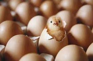 Perú importará 17 millones de huevos fértiles para asegurar producción de pollos