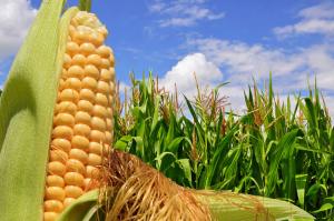 Perú incrementa su importación de maíz amarillo duro y suma US$ 307.6 millones en el primer trimestre