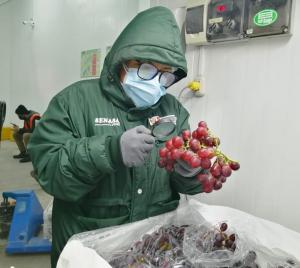 Perú inicia exportación de uva hacia la Argentina