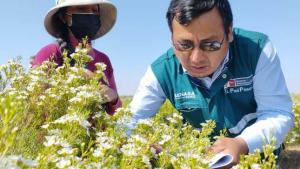 Perú inició venta de flores al mercado colombiano