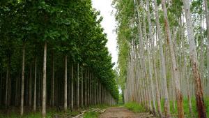 Perú lanza programa de incentivos de hasta S/ 742.500 para productores de plantaciones forestales