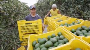 Perú le compite a México el liderazgo mundial de la exportación de aguacates