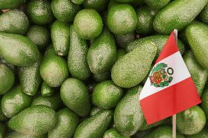 Perú participó con el 26.5% de las exportaciones totales de palta del hemisferio sur + México en campaña 2021/2022