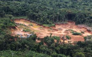 Perú perdió más de 156 mil hectáreas de bosques amazónicos en el 2015
