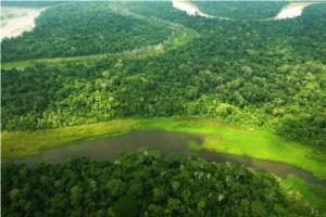 Perú perdió más de 164 mil hectáreas de bosques húmedos amazónicos en el 2016
