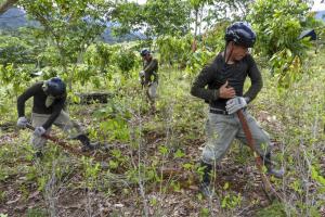 Perú planea la erradicación de 18.000 hectáreas de cultivos de coca en el 2022