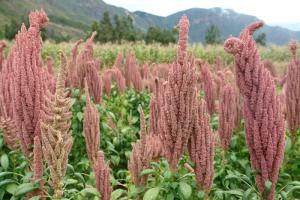 Perú posee 20 variedades de granos andinos con alta calidad genética en los diferentes mercados