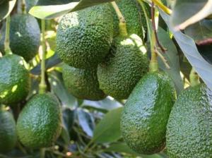 Perú prevé enviar 4.280 toneladas de palta Hass a Corea del Sur esta campaña