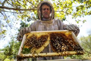 Perú produce 2.314 toneladas de miel de abeja anualmente