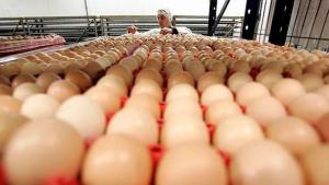 Perú produce 415.336 toneladas de huevos al año