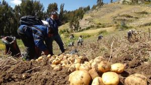 Perú puede convertirse en un gigante mundial en la producción de fertilizantes