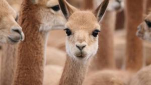 Perú realizará censo nacional de vicuñas en 2021