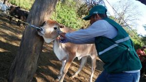 Perú recibe certificaciones oficiales como país libre de Fiebre Aftosa y libre de Peste de los Pequeños Rumiantes