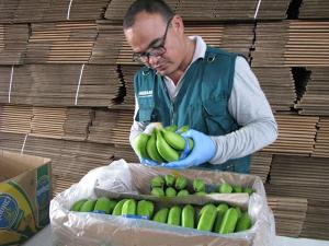 Perú refuerza control para evitar ingreso de Fusarium raza 4 letal para cultivos de banano
