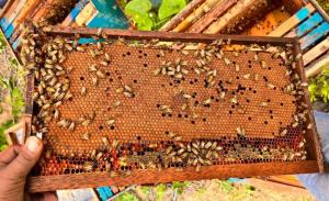 Perú: retos para la apicultura y su puesta en valor