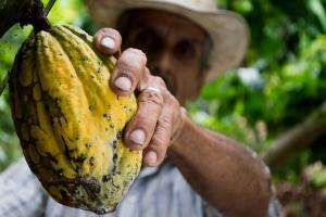 Perú: rumbo a ser un productor de cacao sostenible y trazable